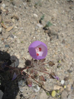 Lantern Flower – Фонарик