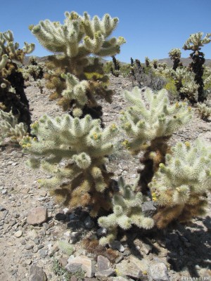 Teddy Bear Cholla