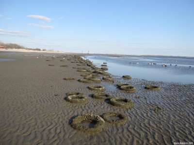 Старые покрышки во время отлива