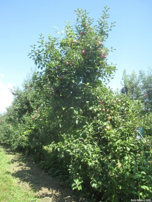 Mead Orchards, Cortland Apples