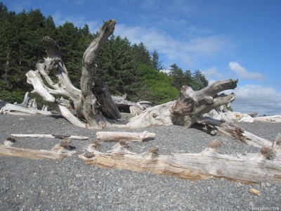 Челюсти динозавра на Rialto Beach