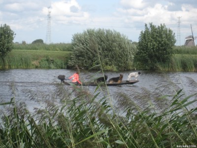 Собачий патруль