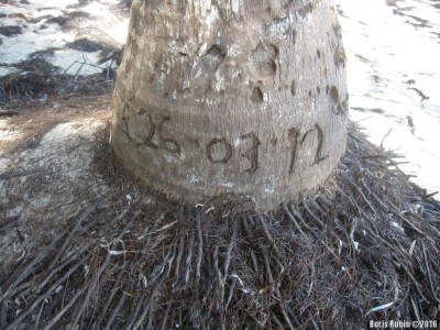 Надпись на пальме