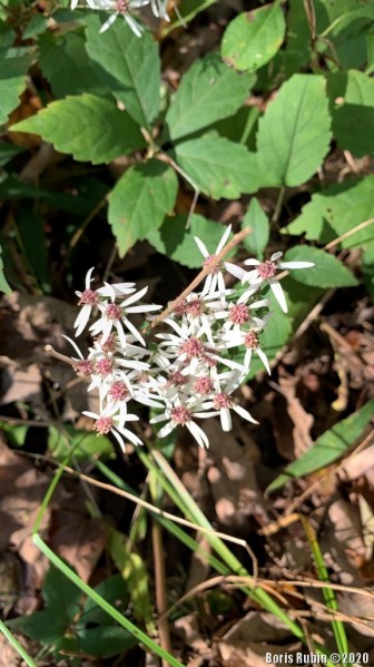 Calico Aster