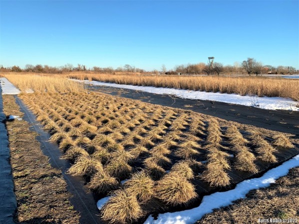 B Beach Grass Nursery