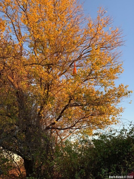  Доржный конус на дереве 