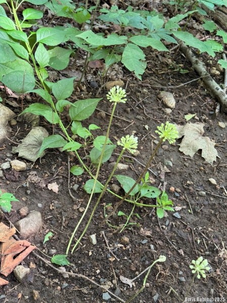 Wild Leek - дикий лук или черемша